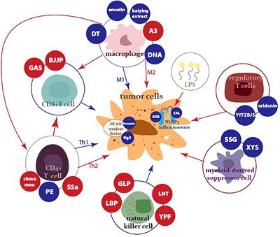 Antitumor effects of Chinese herbal medicine compounds and their nano-formulations on regulating the immune system microenvironment